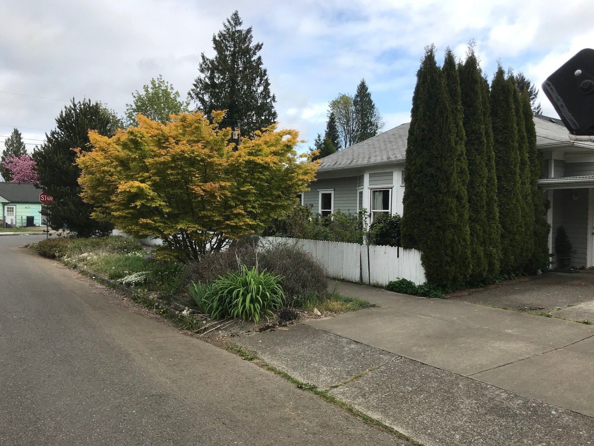 Before Tree and Shrub Trimming — Olympia, WA — Double D Tree Service LLC