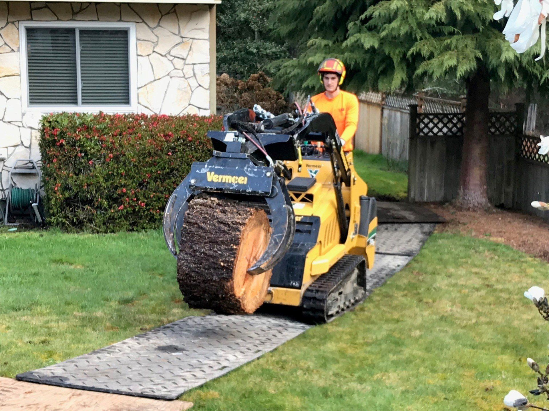 Large Tree and Log Removal — Olympia, WA — Double D Tree Service LLC