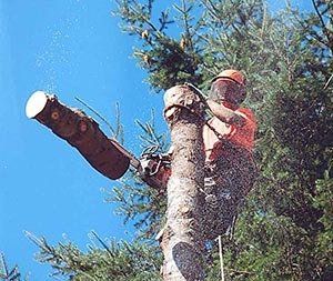 Arborist in orange suit using a chainsaw to cut a tree branch against a blue sky.