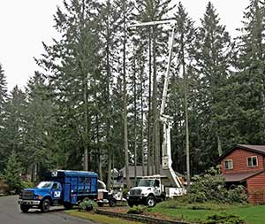 Tree service removing trees near a residential home with a large crane and two work trucks.