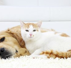 Friendship of dog and cat- resting together.