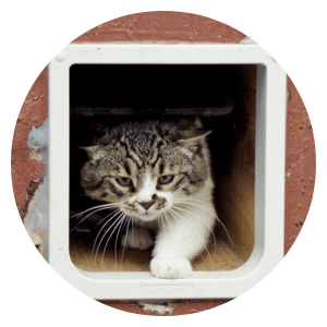 Cat Flaps Company Logo