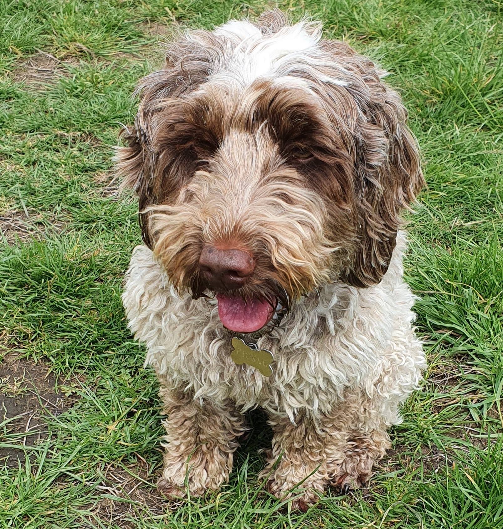 dog walking
