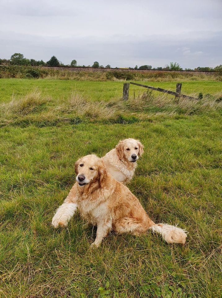 2 dog walk