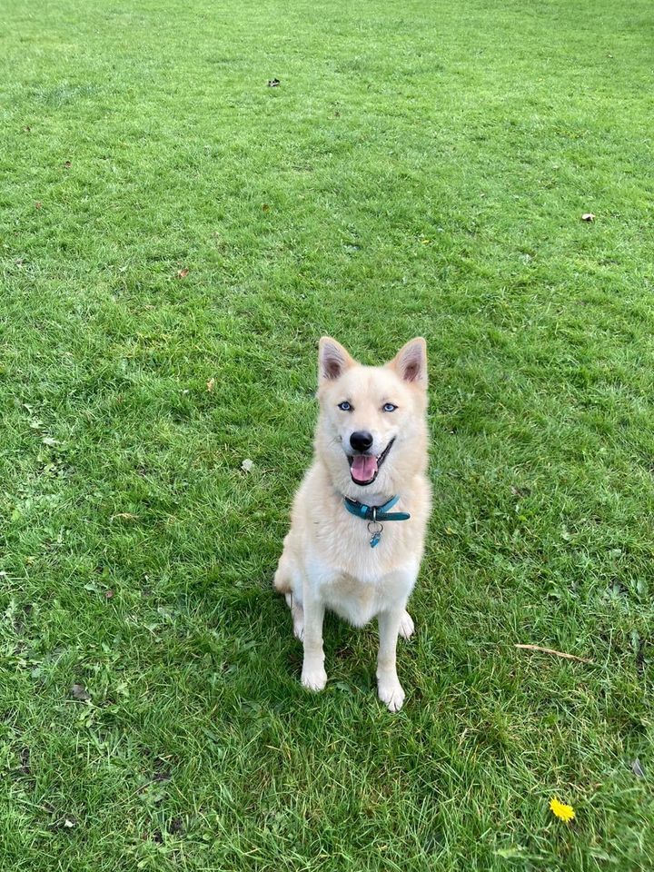 dog walk