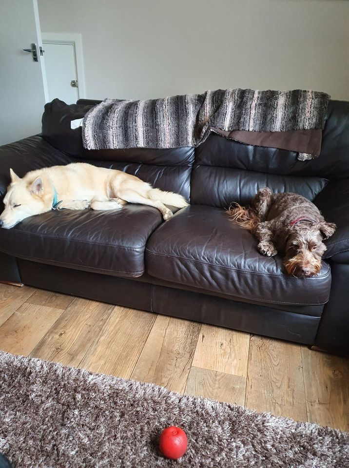 dog sitting