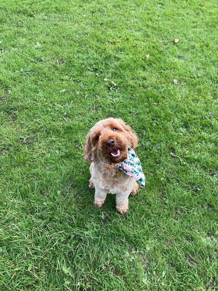 dog walks