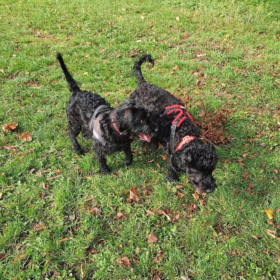 multiple dog walks