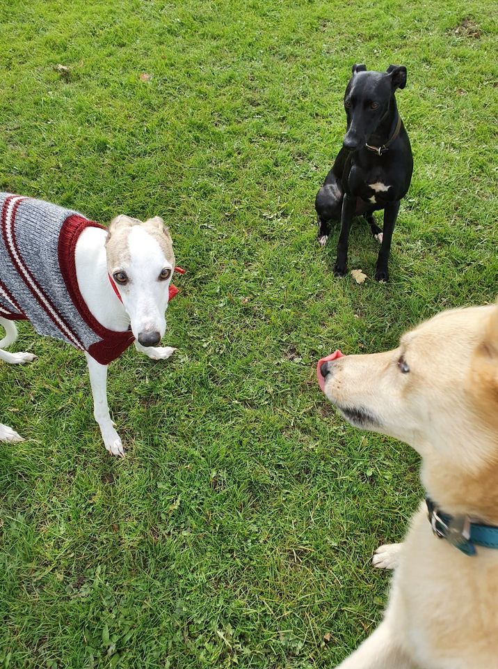 multiple dogs