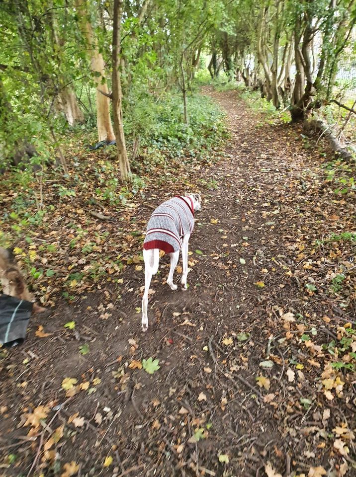 dog walk in park