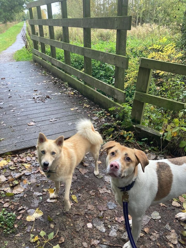 dogs walking