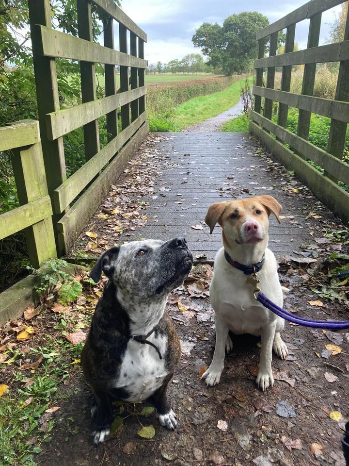 dog walk