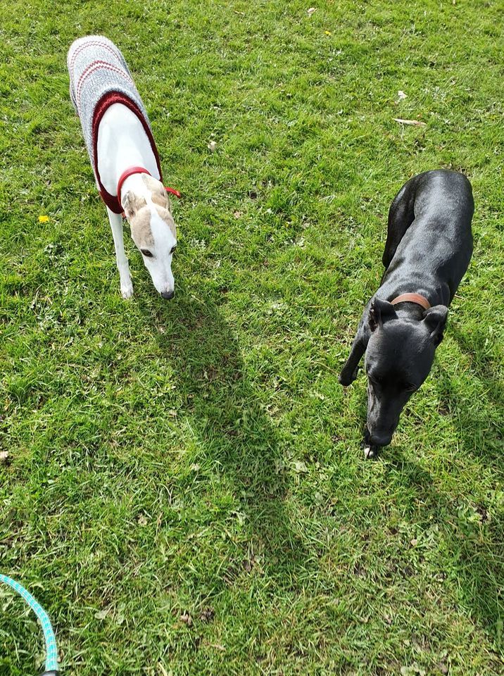 walking dogs