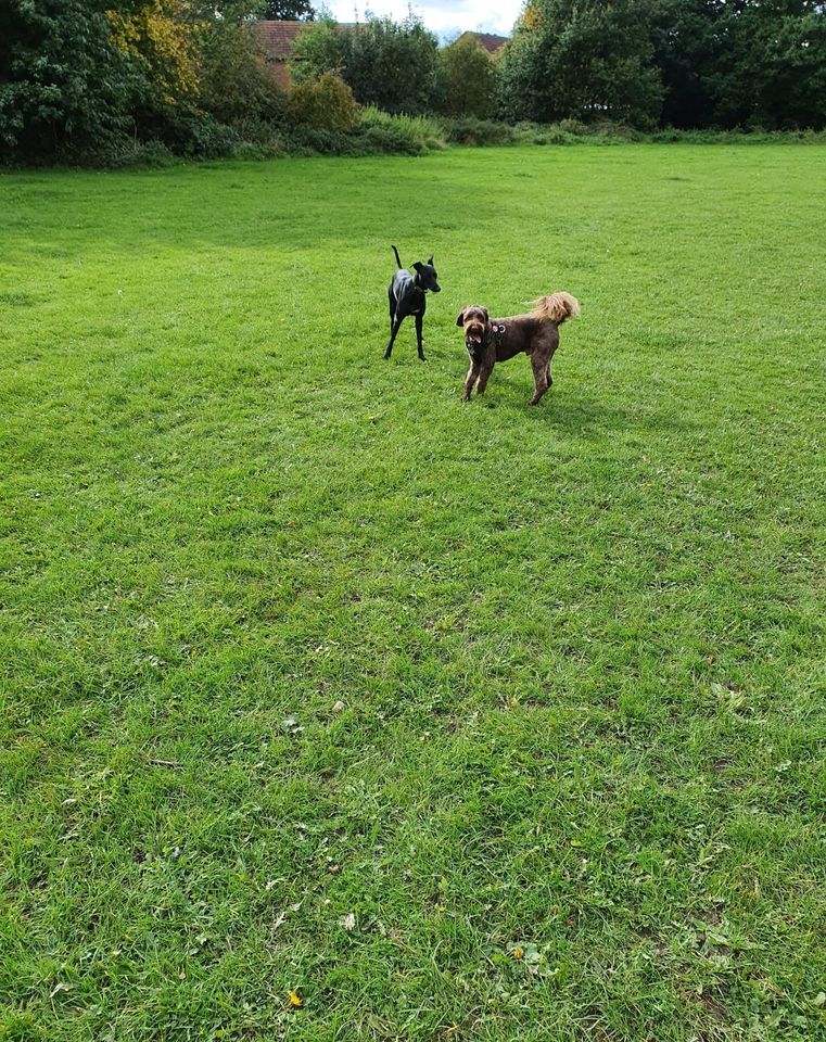 walking your dogs