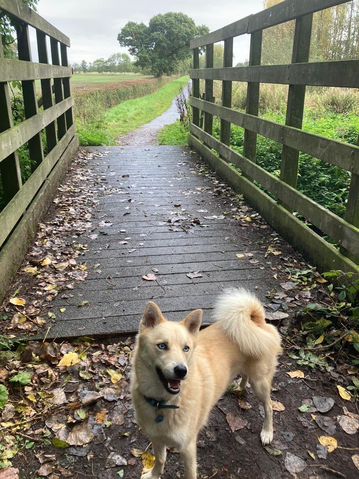 dog walk outside