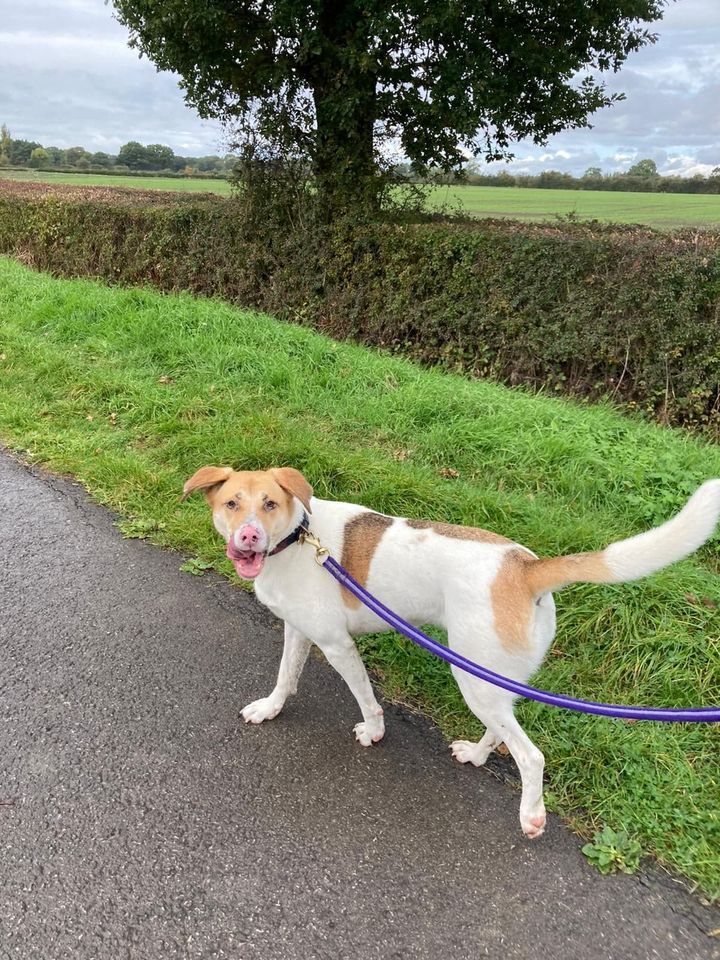 dog walks