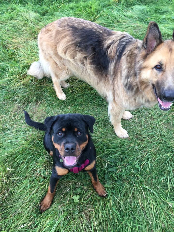 dog walking services