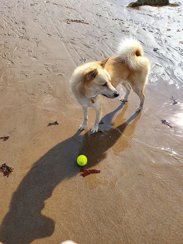 Happy dog playing ball on the beach