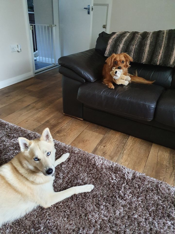 2 dogs relaxing with a toy