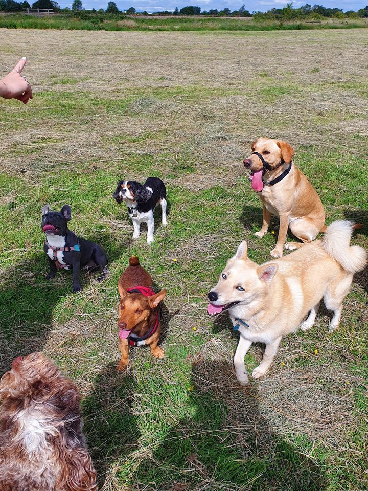 Happy dogs on a group walk