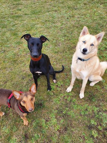 Walks tailored to your dog's needs.