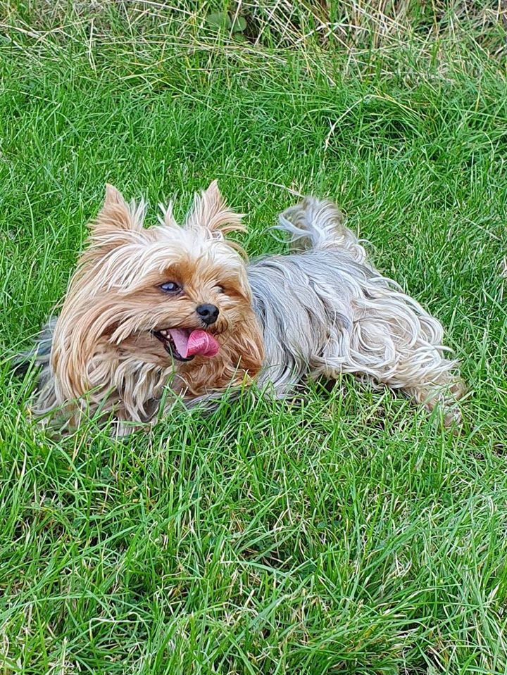 dog walk services