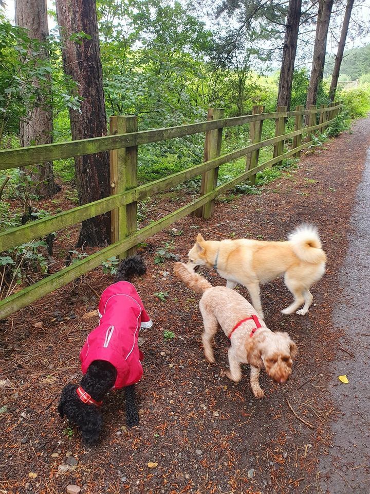 dog walks york