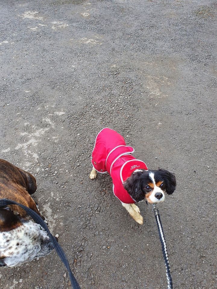 2 dog walk park