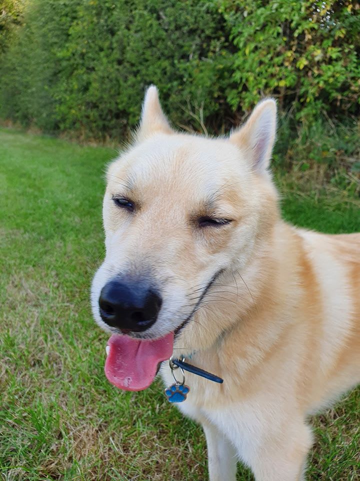 dog