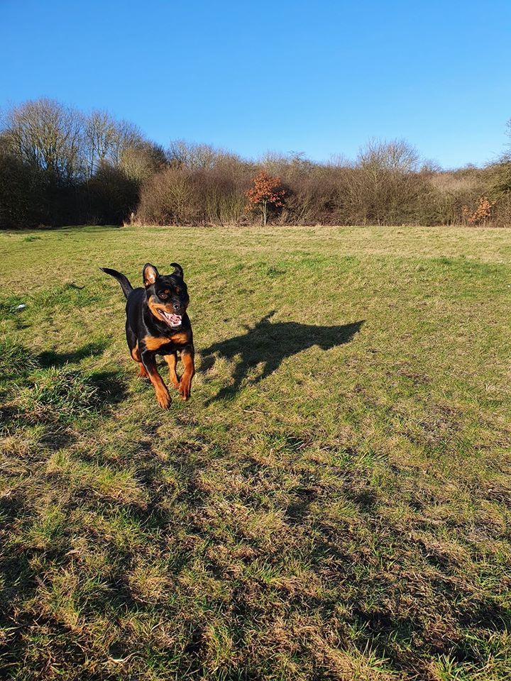 dog walk in park