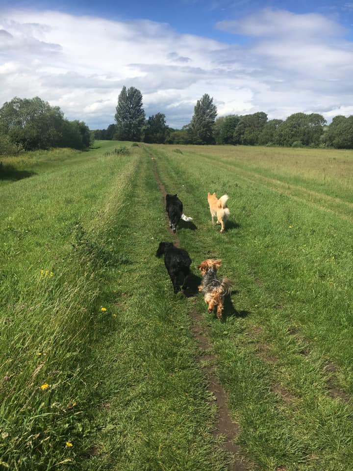 dog walking services