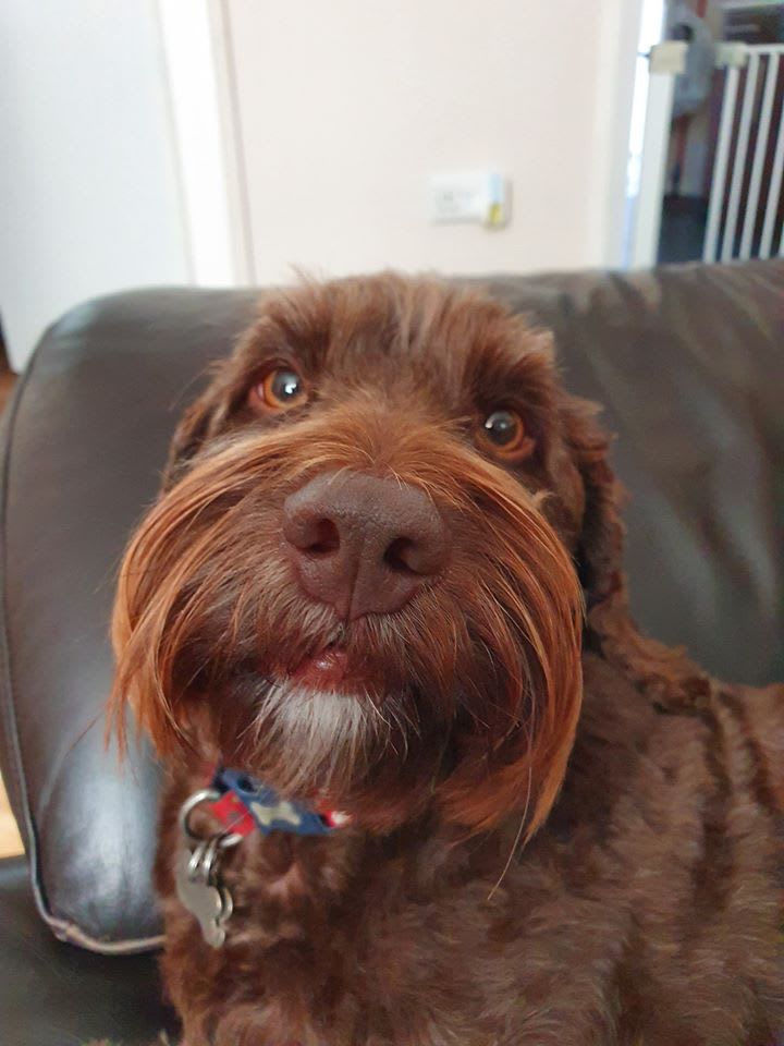 dog