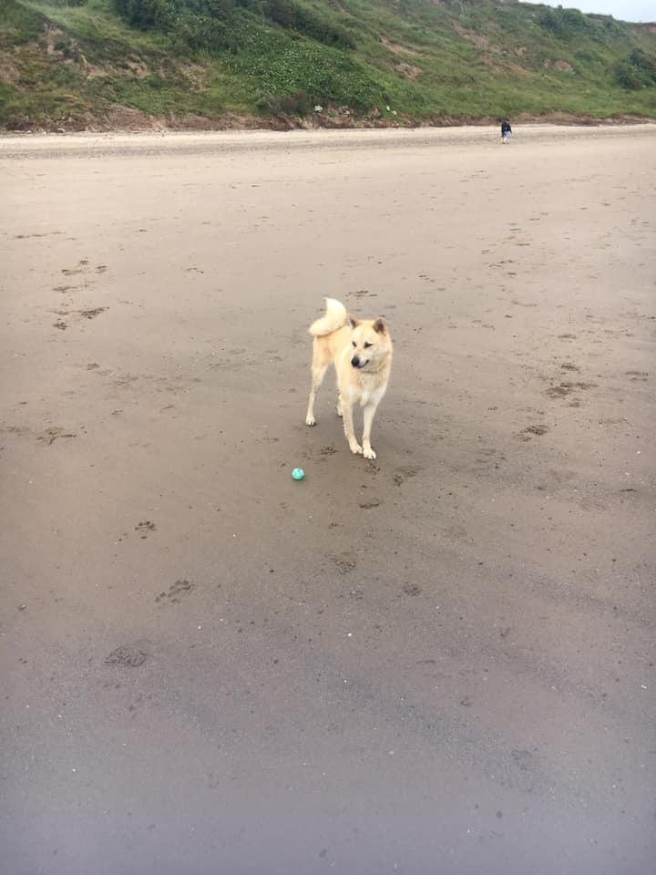 single dog walk