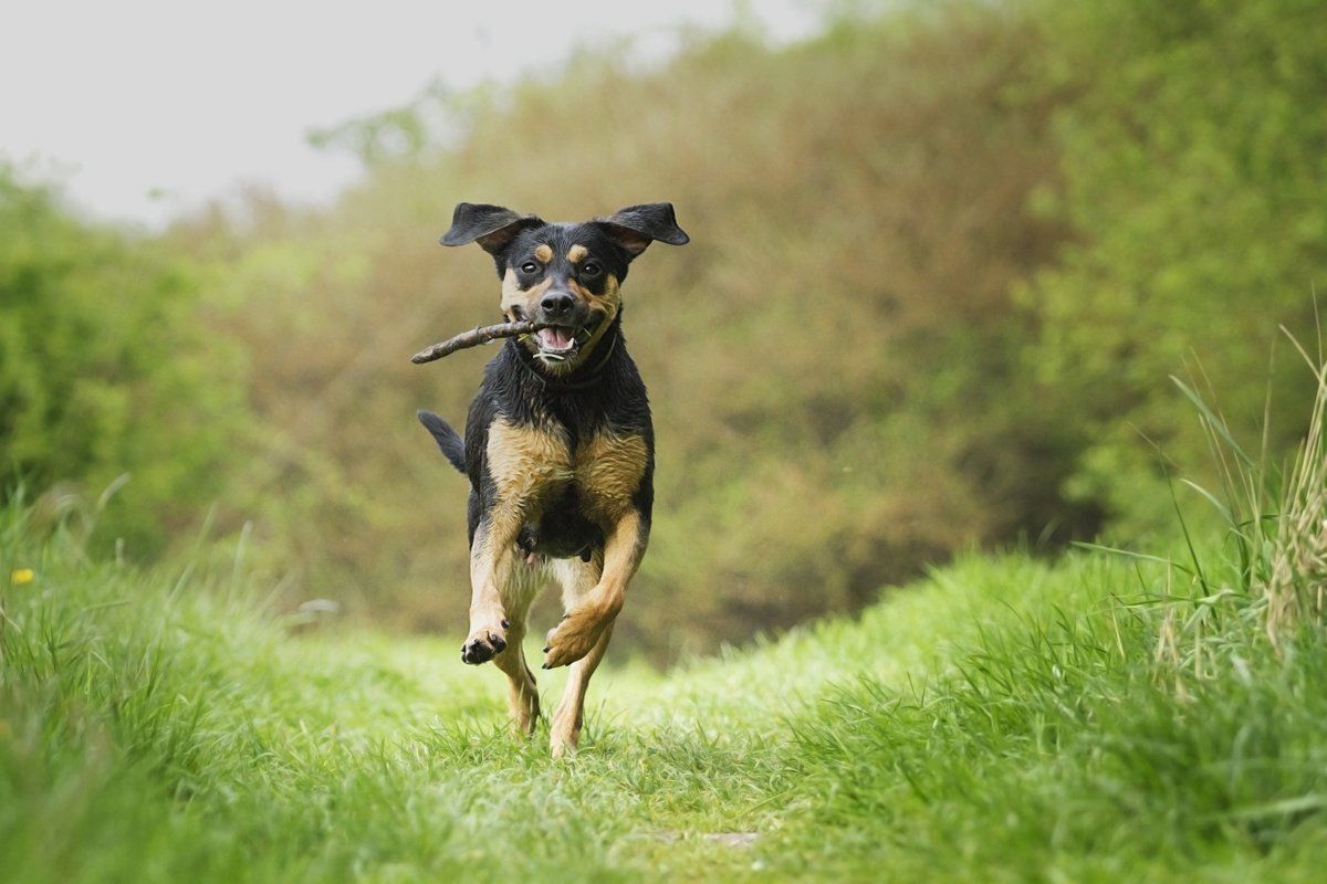 Happy dog enjoying the sunshine