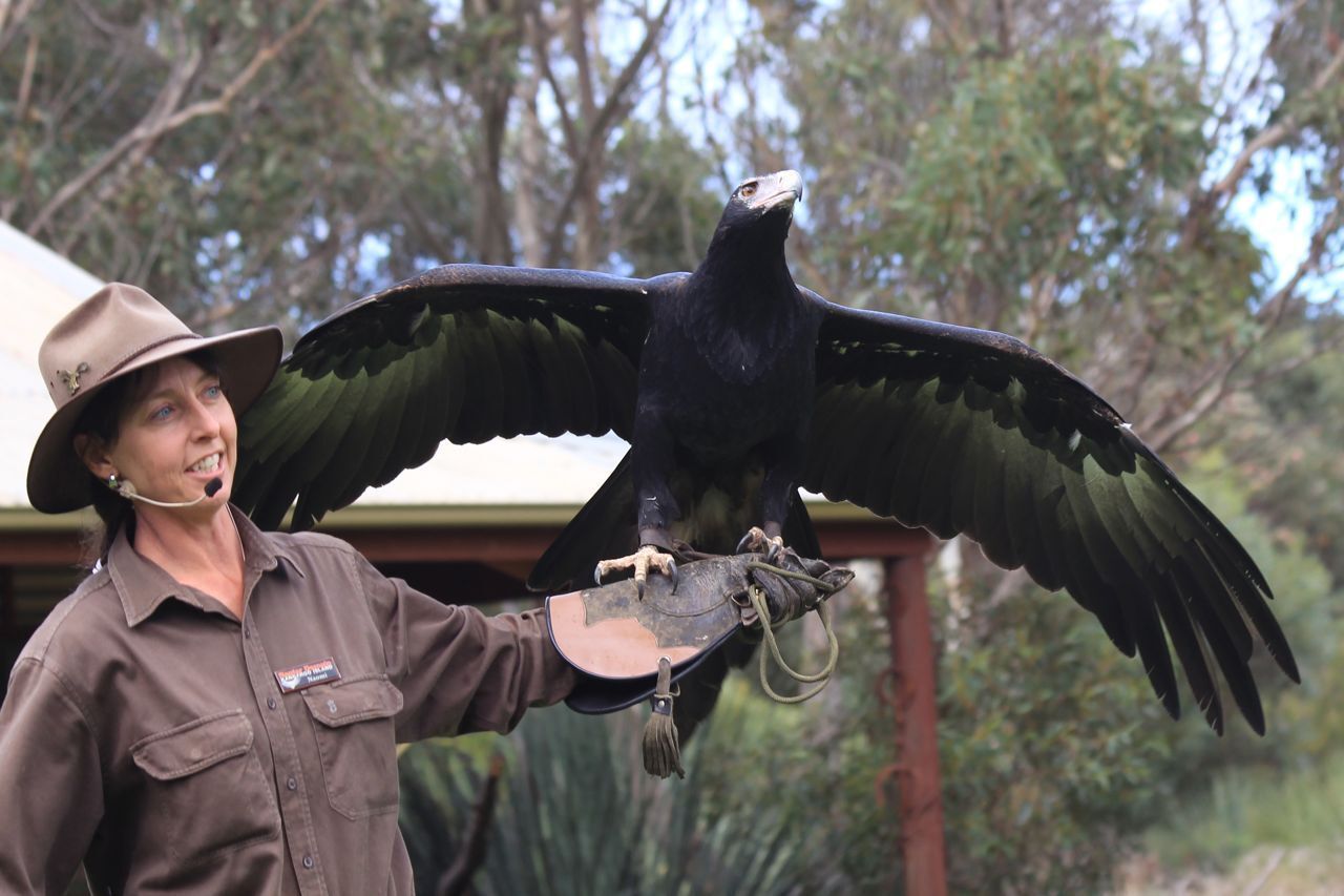 Raptor Domain Kingscote Kangaroo Island