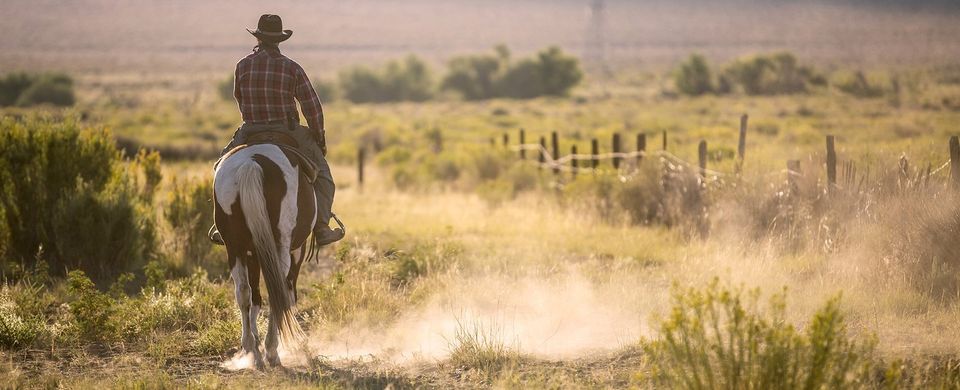 A cowboy on a horse.