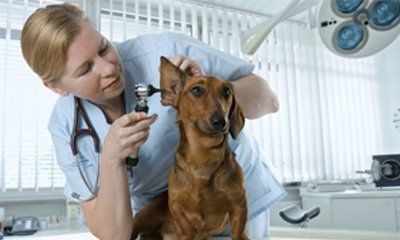 Pet Surgery — Veterinarian Doing Some Checkup On The Dog's Ear In Taylor, MI Pet Surgery — Veterinarian Doing Some Checkup On The Dog's Ear In Taylor, MI