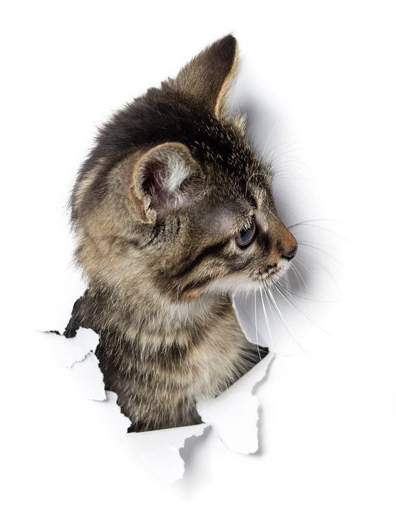 Emergency Care — kitten In Taylor, MI Emergency Care — kitten In Taylor, MI