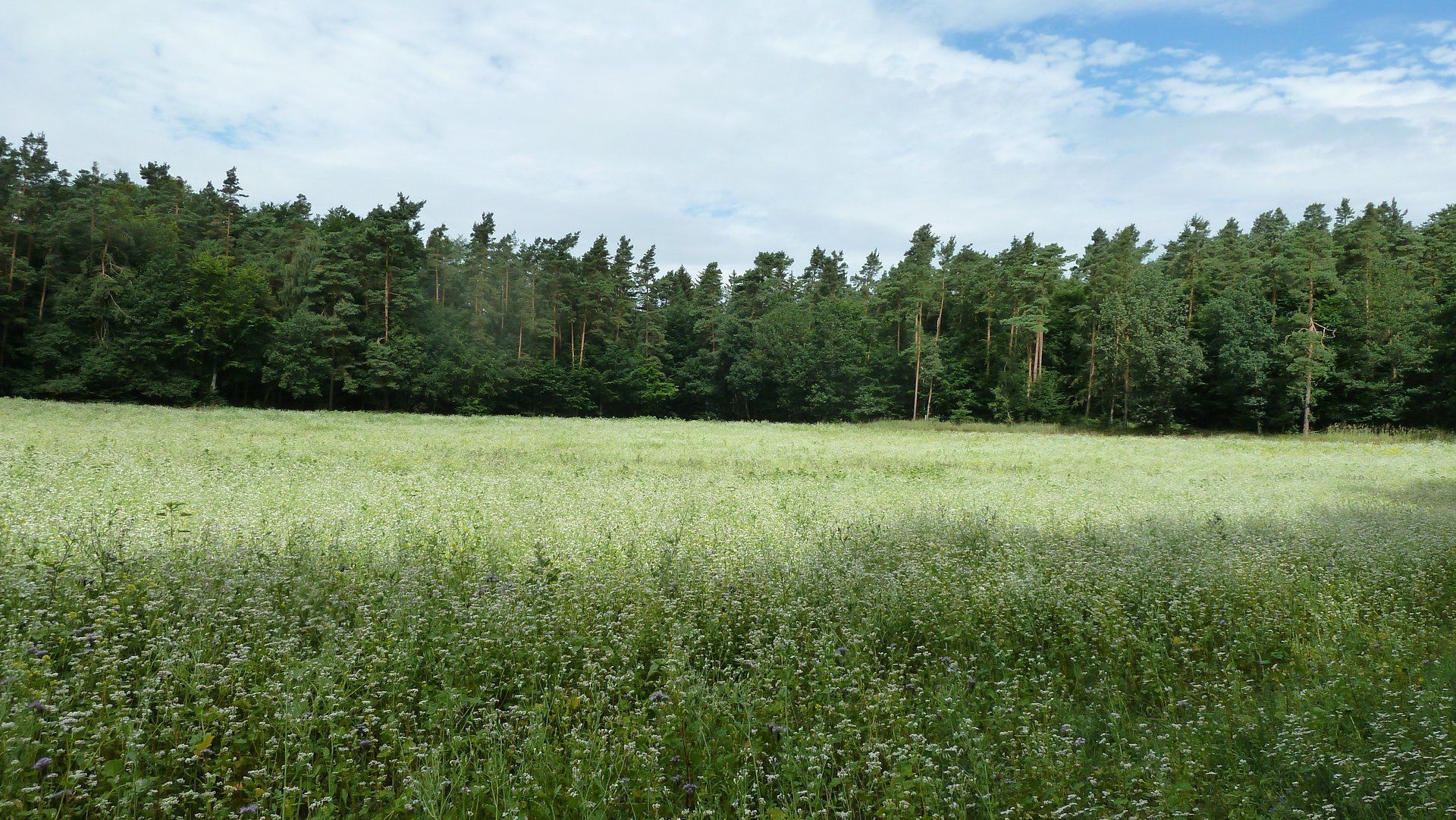 Feld und Wald