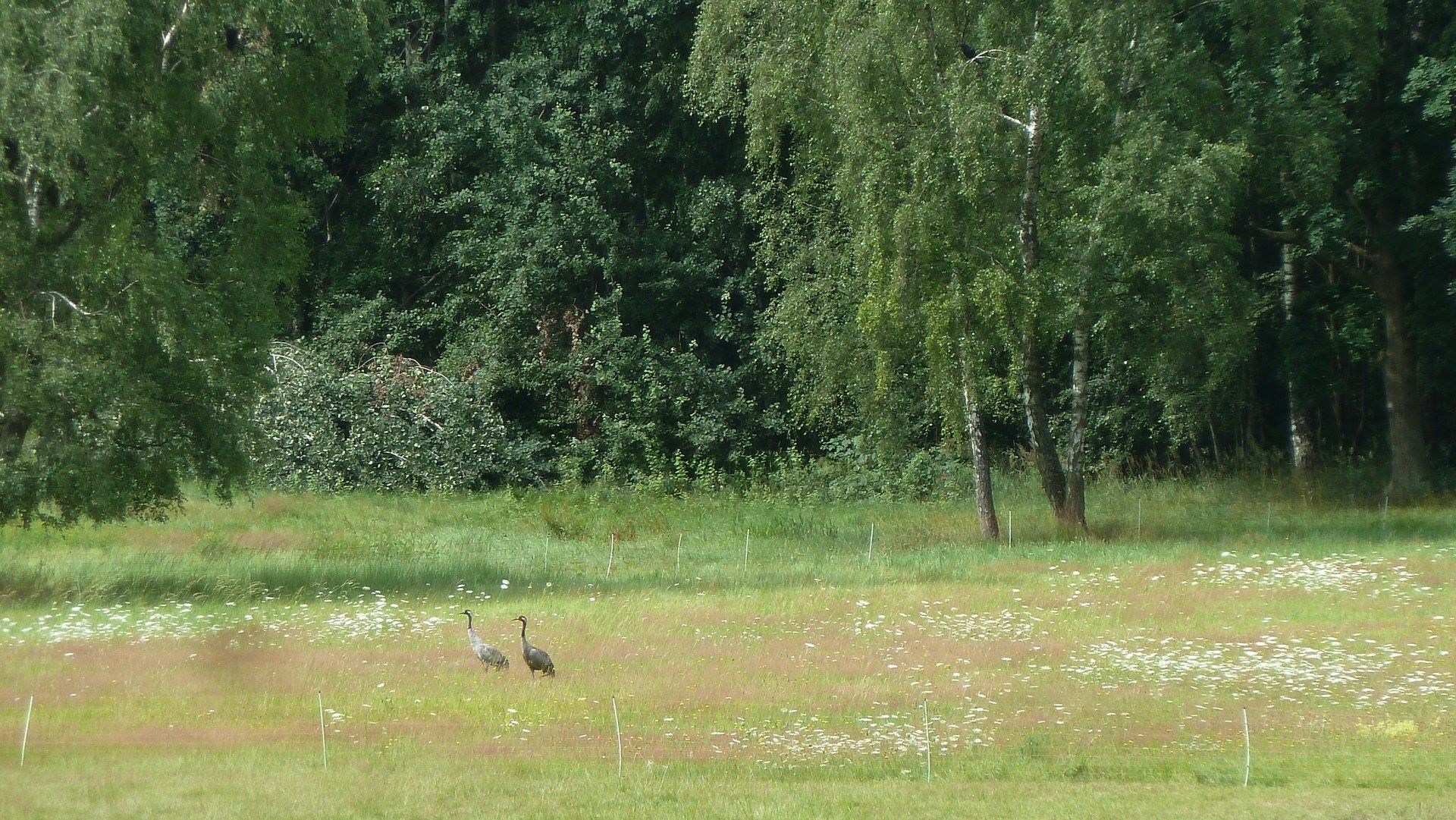 Vögel auf Wiese