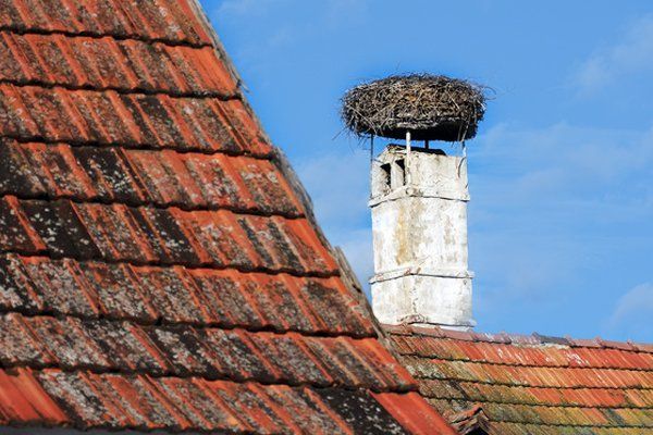 Bird nest removal