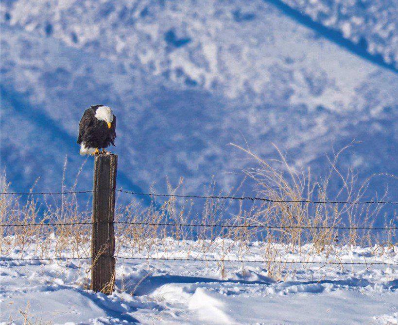 A bald eagle perched on top of a wooden post in the snow