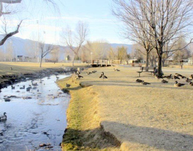 A stream running through a park with ducks and trees