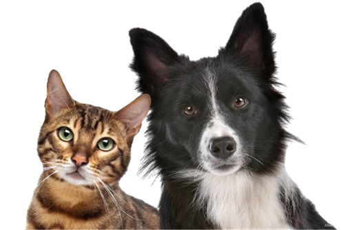 A cat and a dog are looking at the camera