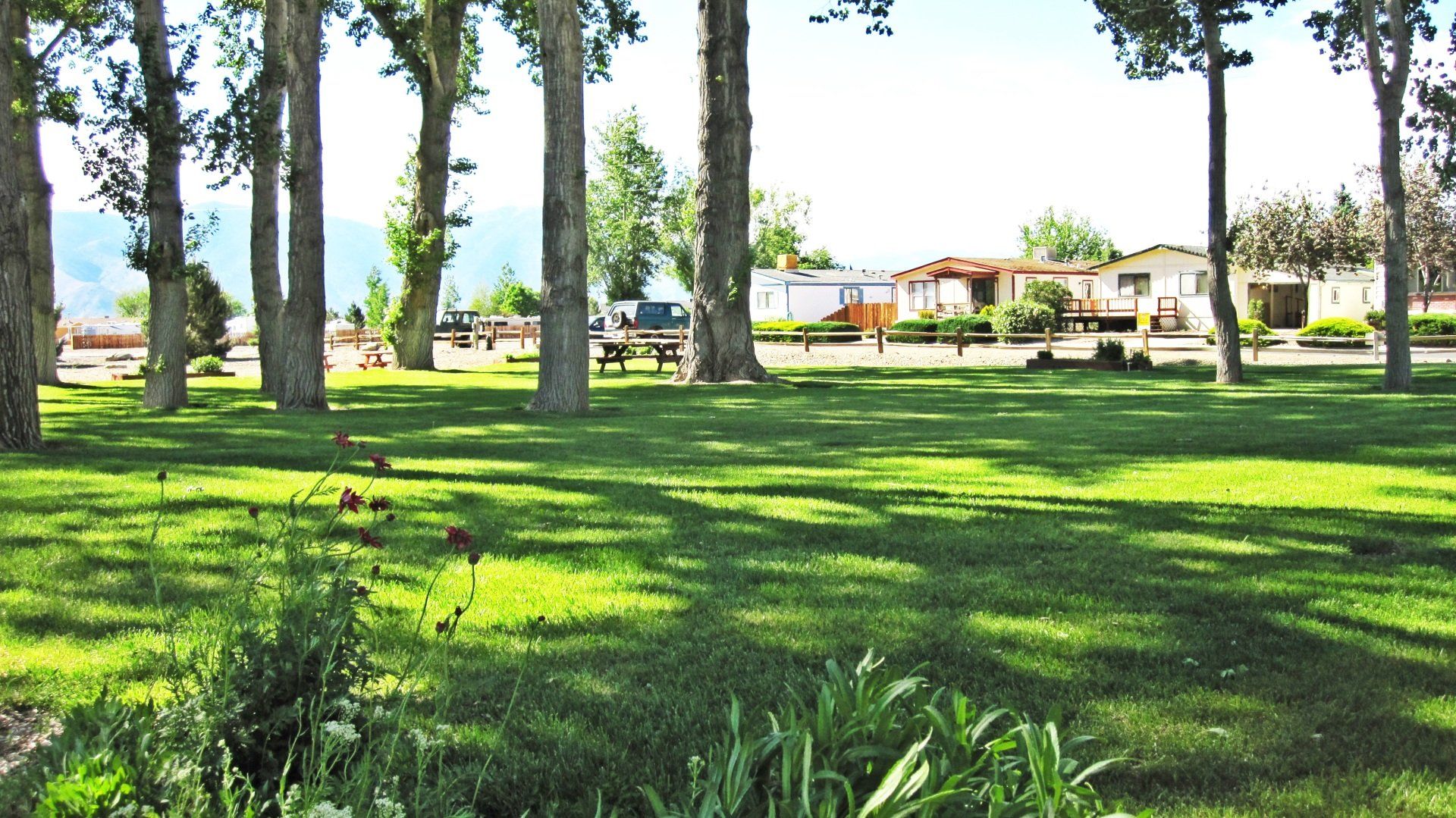 A park with a lot of trees and grass