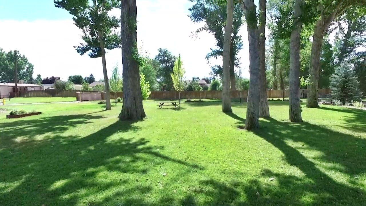 A lush green field surrounded by trees on a sunny day