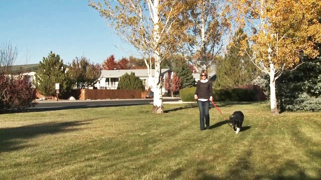 A woman is walking a dog on a leash in a park