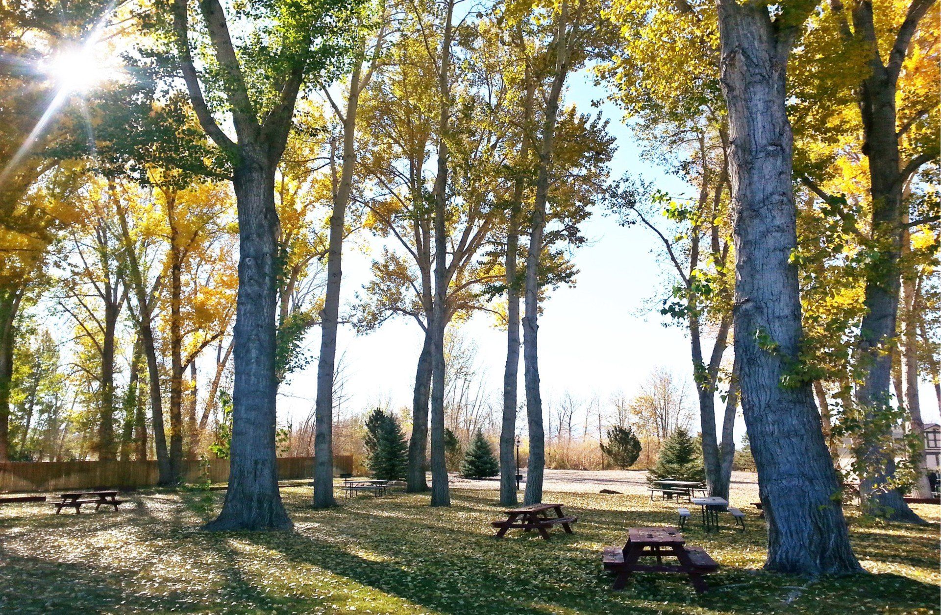 The sun is shining through the trees in the park
