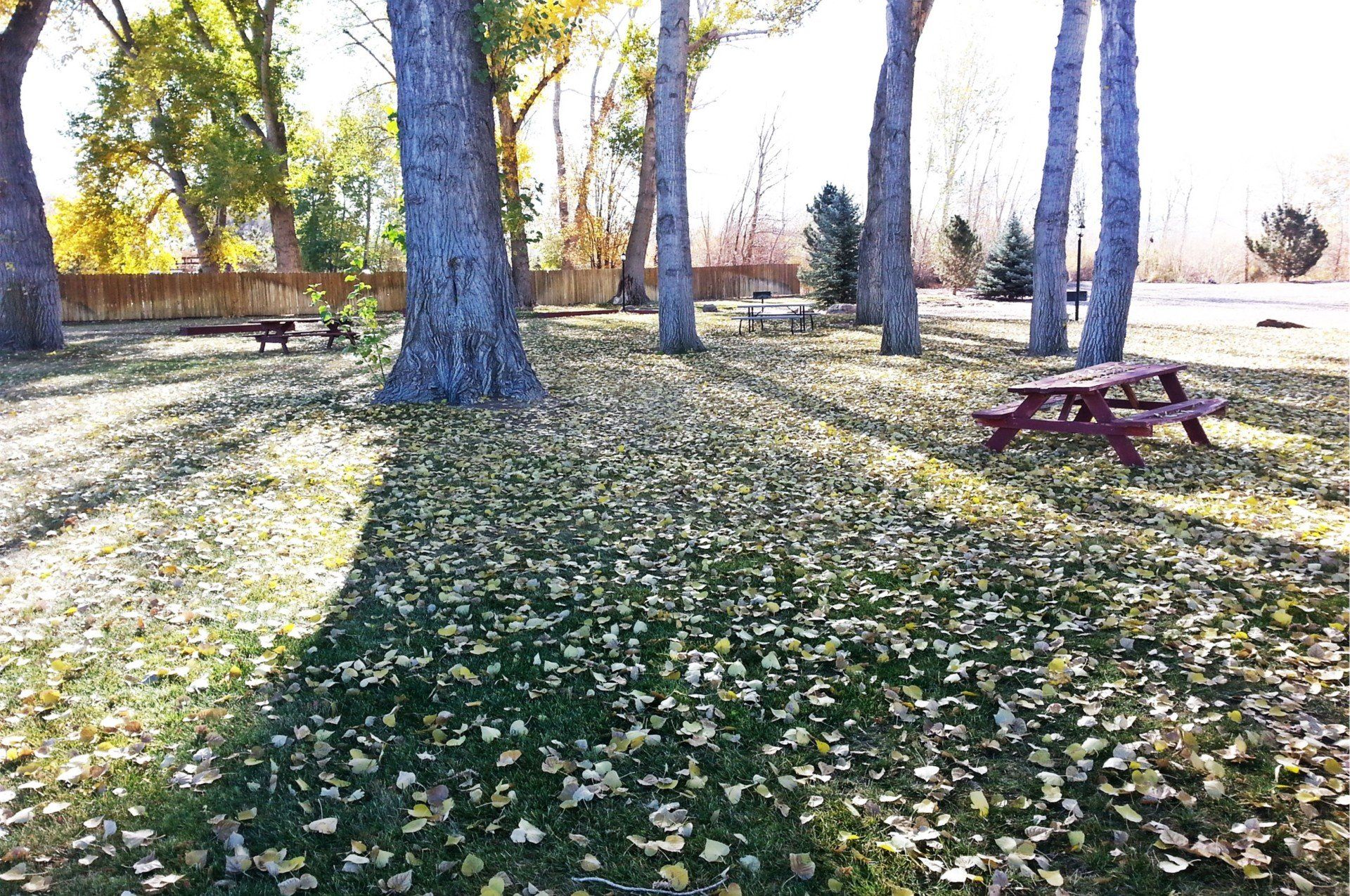 A picnic table is sitting in the middle of a park surrounded by trees.