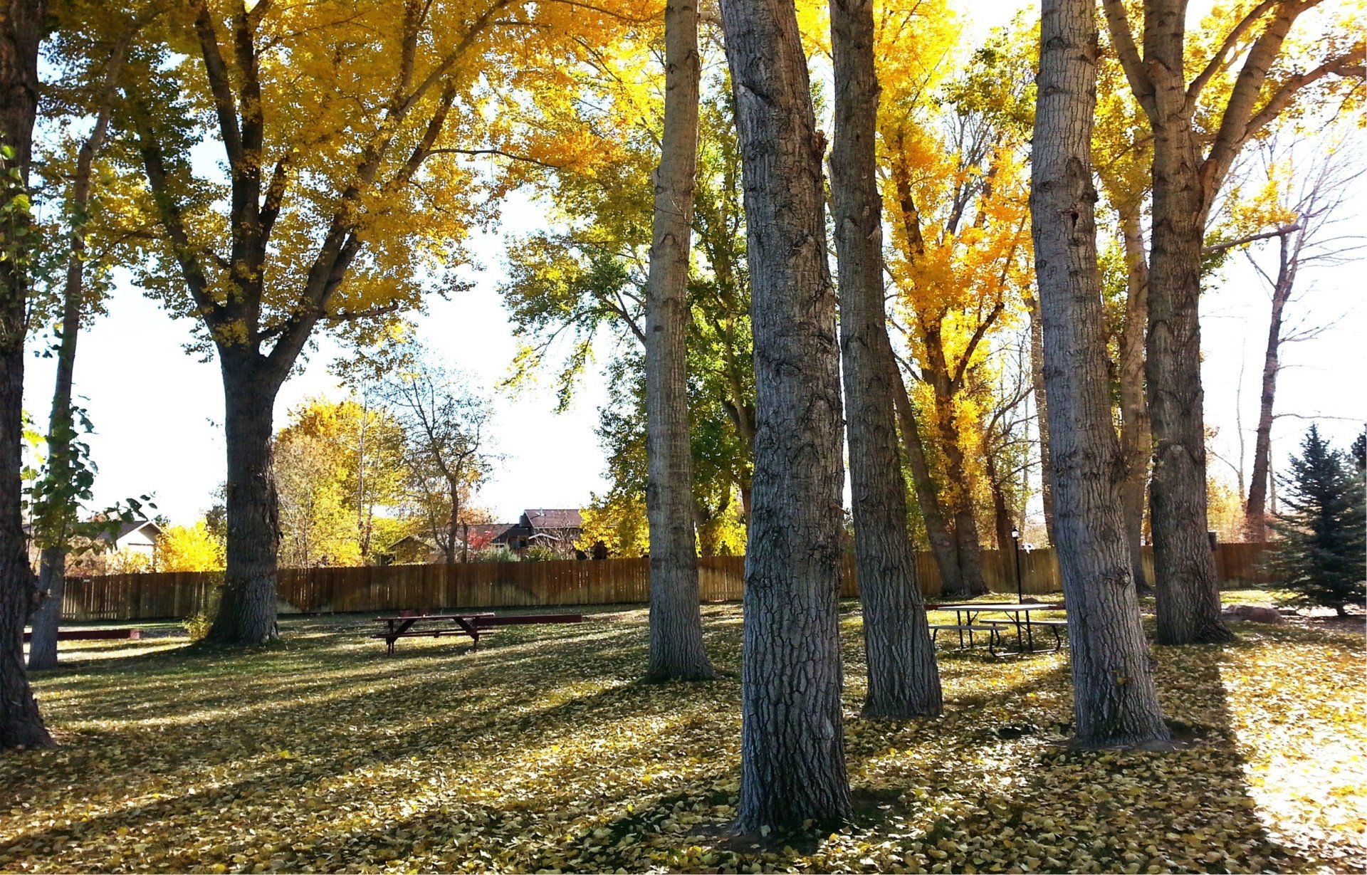 A row of trees with yellow leaves in a park